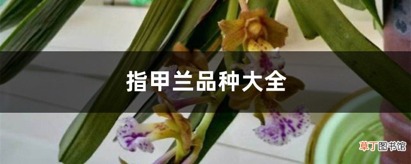 指甲兰品种大全