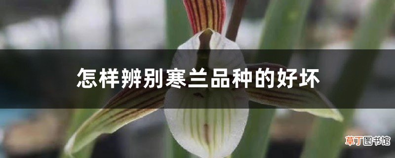 怎样辨别寒兰品种的好坏