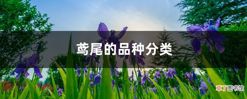 鸢尾的品种分类