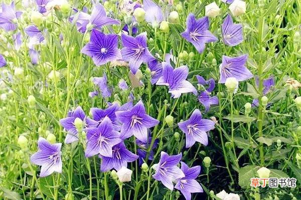 桔梗的花期