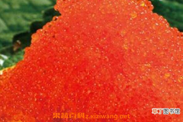 飞鱼籽可以生吃吗 飞鱼籽怎么吃