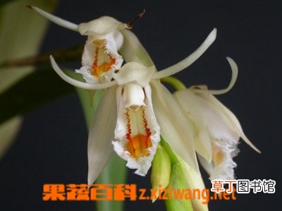 黄绿贝母兰的功效与作用