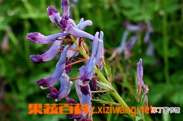 山慈菇的功效与作用