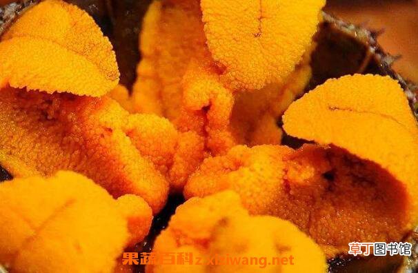 海胆肉怎么吃 海胆肉的做法