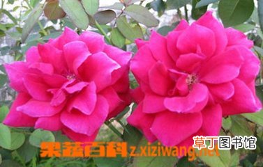 秋季花的功效与作用