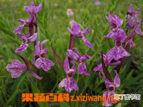 广布红门兰的功效与作用