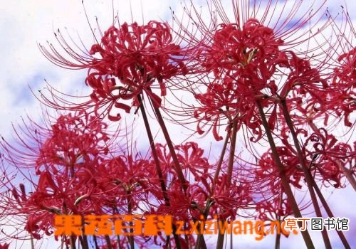 彼岸花的功效与作用