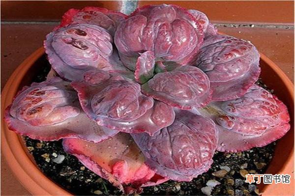 多肉植物乙女梦的养殖方法