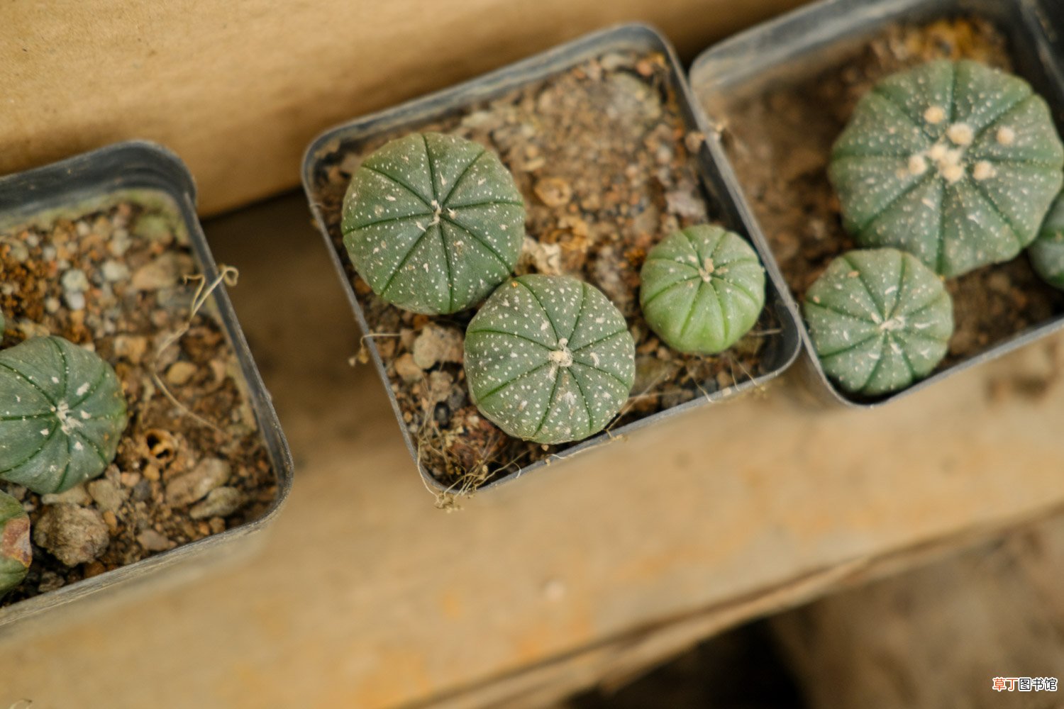 多肉植物星兜怎么养