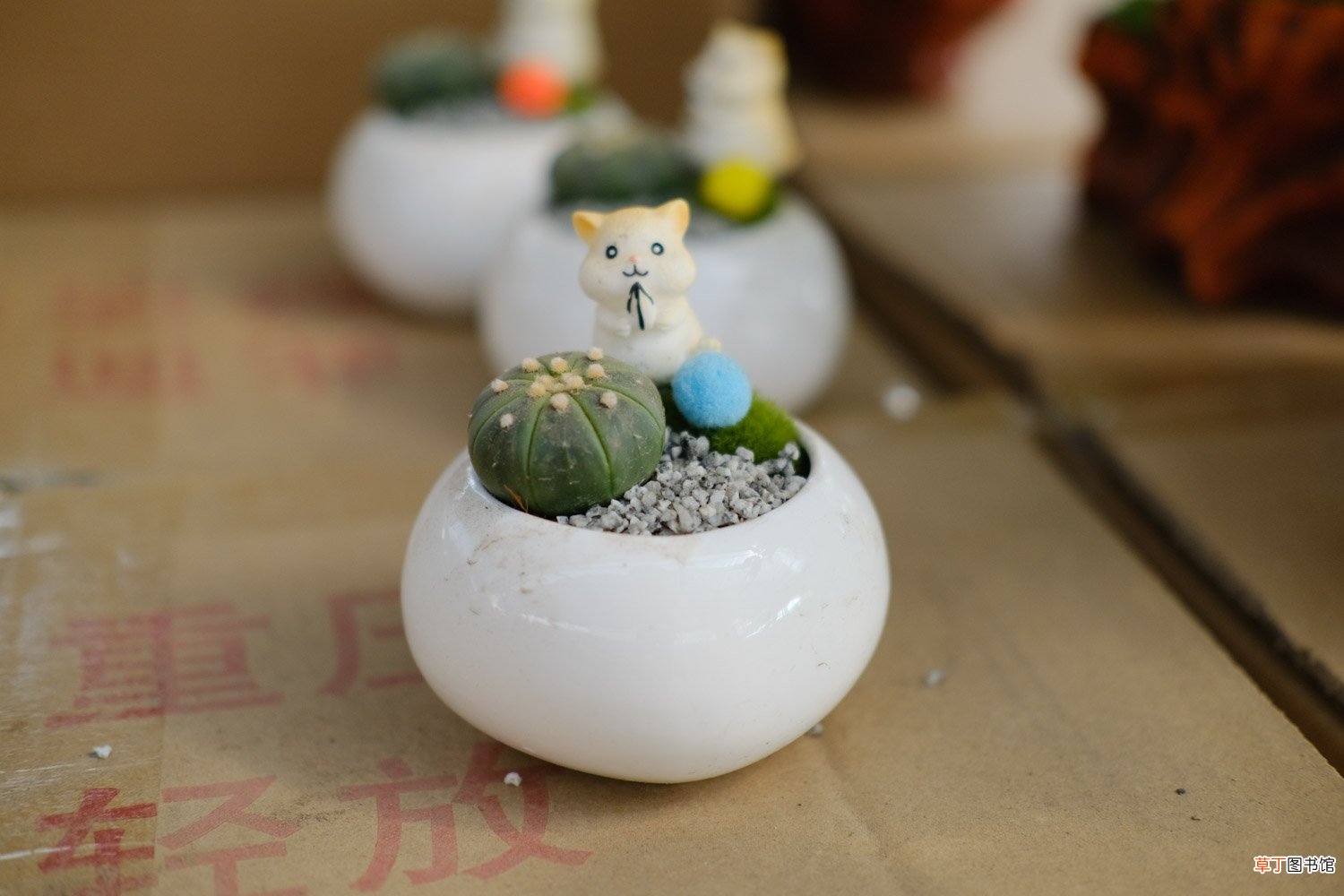 多肉植物星兜怎么养
