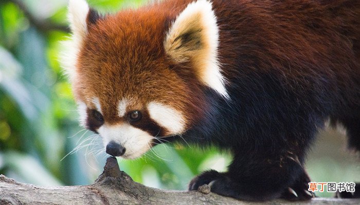 小熊猫是什么科动物