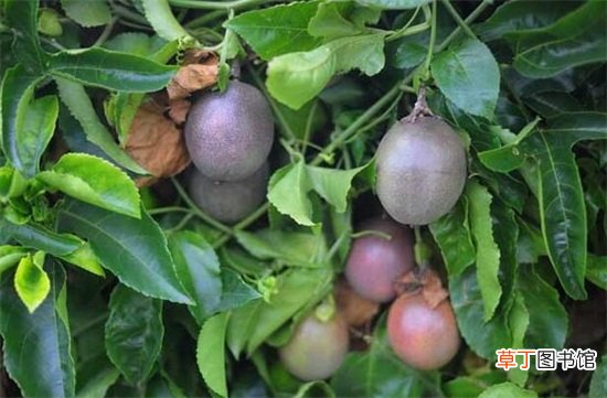【百香果】孕妇可以吃百香果吗，孕妇吃百香果的禁忌
