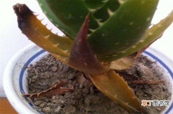 芦荟叶子发黄怎么办