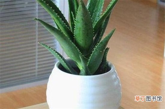 卧室可以放芦荟吗