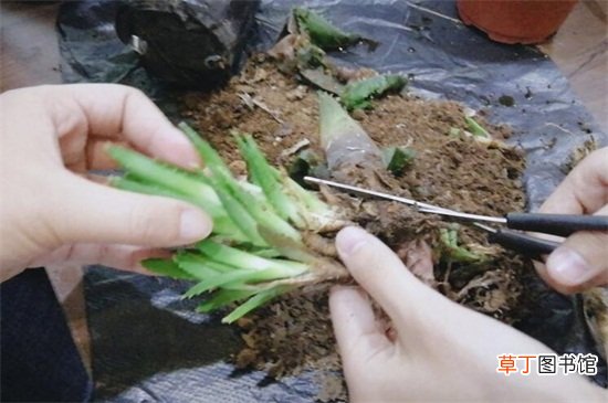 芦荟怎么修剪