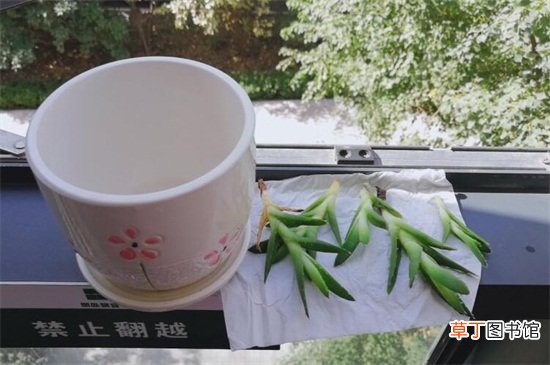 芦荟怎么修剪
