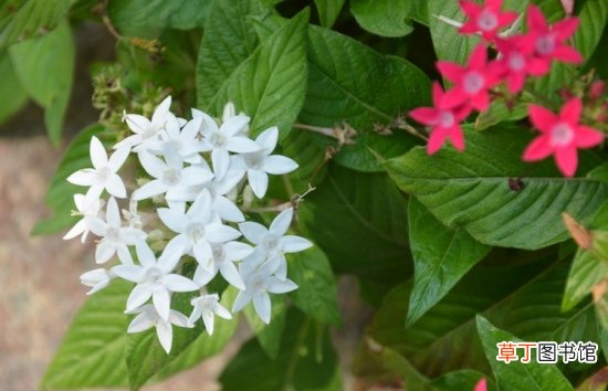 繁星花的养殖方法及注意事项