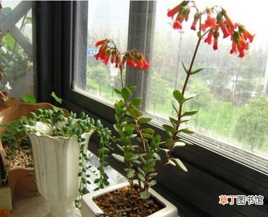 宫灯长寿花怎么养