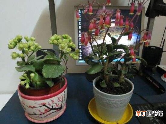宫灯长寿花怎么养