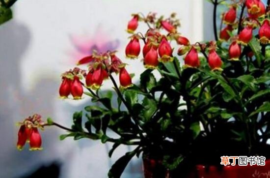 宫灯长寿花怎么养