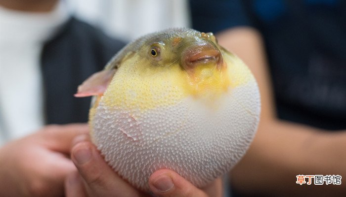 河豚是保护动物吗