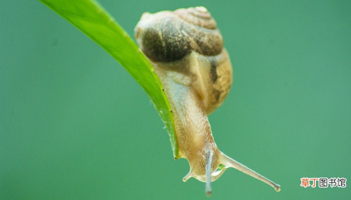 蜗牛是保护动物吗