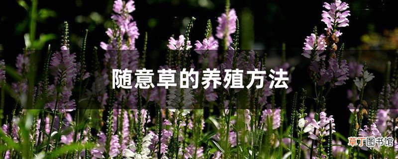 随意草的养殖方法