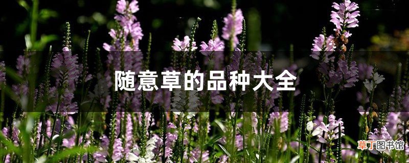 随意草的品种大全