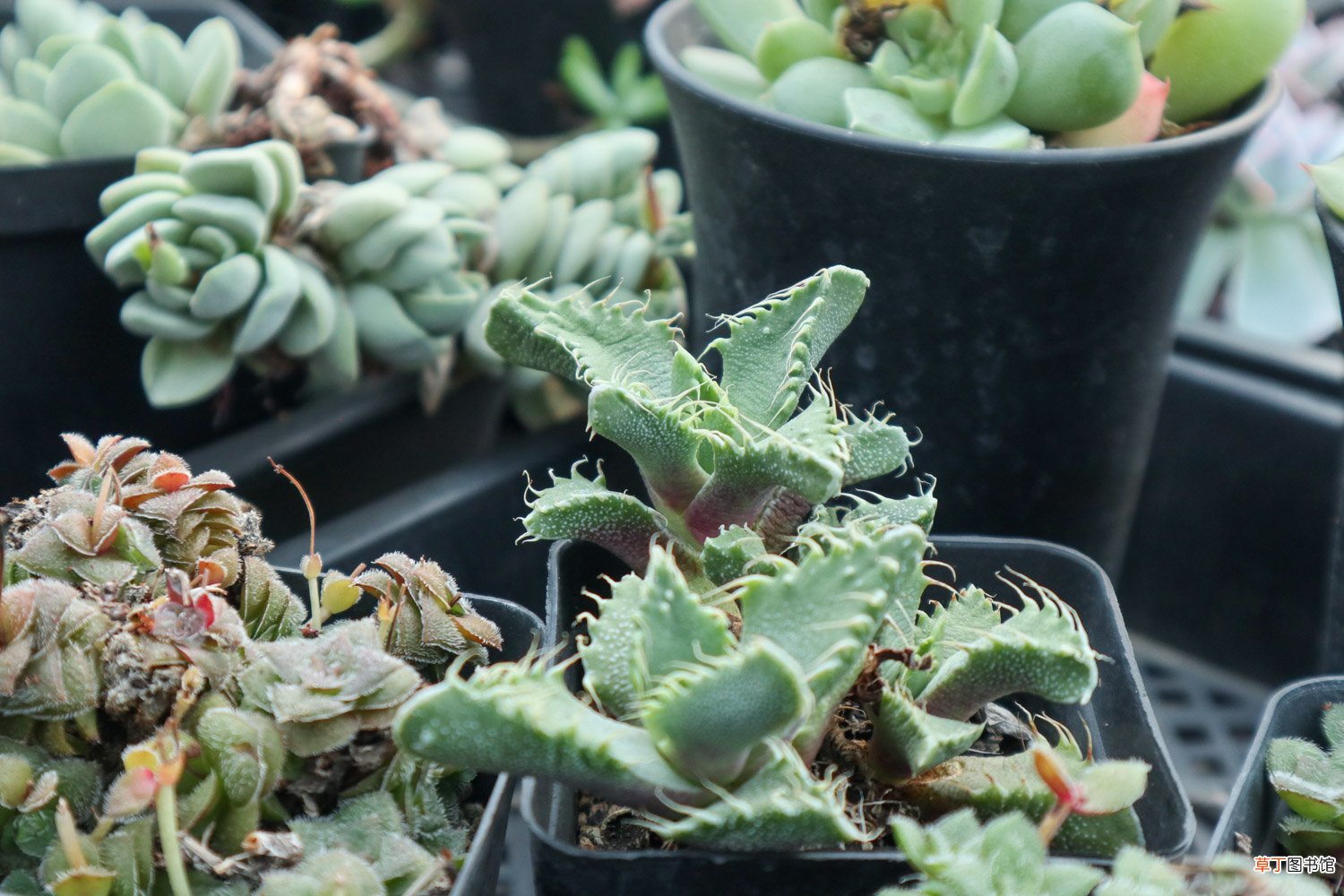 多肉植物四海波怎么养