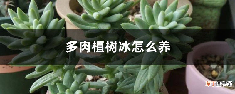 多肉植树冰怎么养