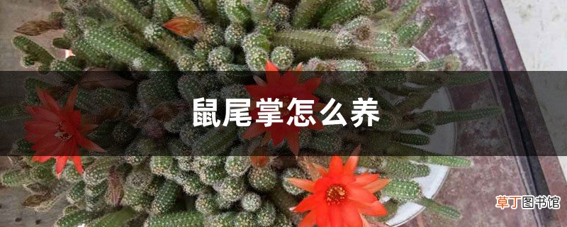 鼠尾掌怎么养