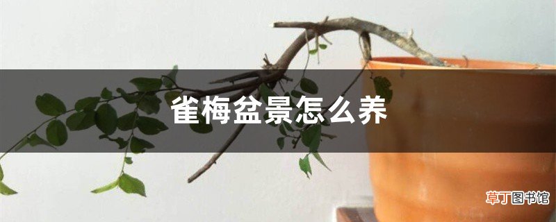 雀梅盆景怎么养