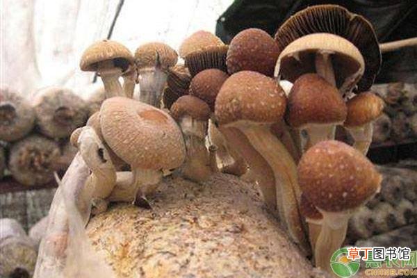 茶树菇怎么挑选？茶树菇和鹿茸菇有什么区别？