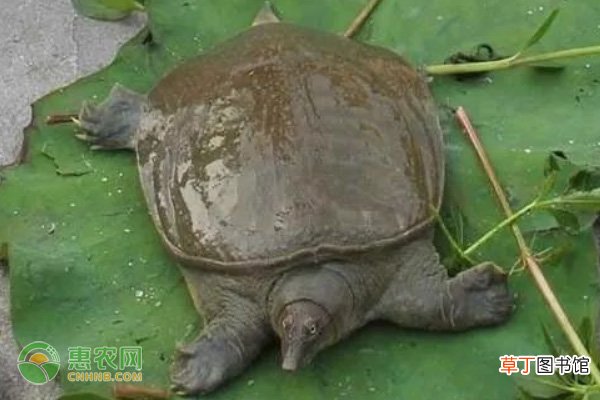 中华乌鳖产地在哪？生活习性是什么？