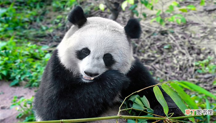 熊猫是几级保护动物2021