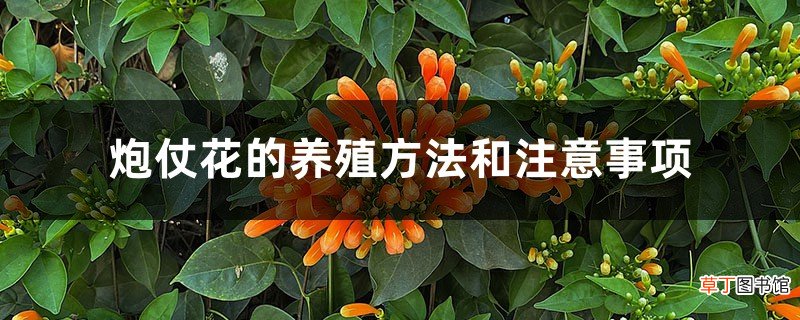 炮仗花的养殖方法和注意事项