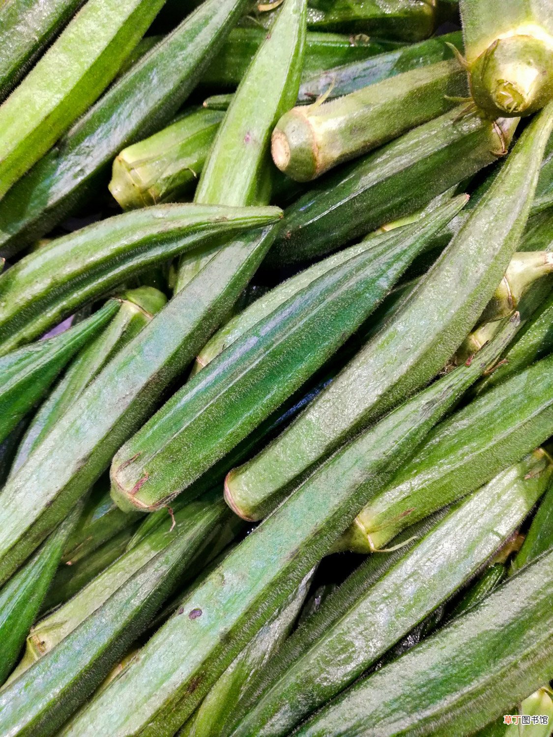 秋葵在阳台怎么种