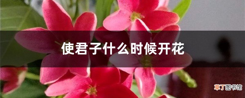 使君子什么时候开花