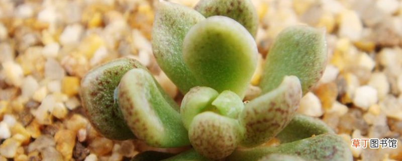 多肉植物立田凤怎么养