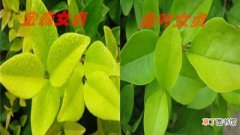 金叶女贞和金森女贞的区别