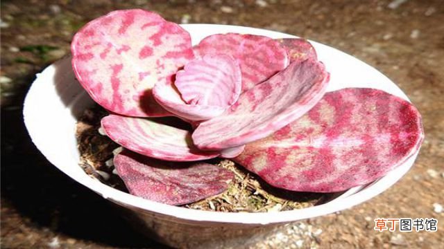 江户紫怎么养