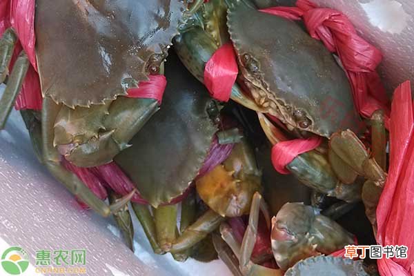 锯缘青蟹产地是哪里?是淡水还是海水蟹?