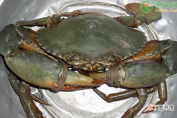 锯缘青蟹产地是哪里?是淡水还是海水蟹?