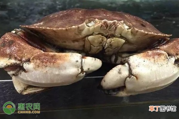 黄金蟹产地在哪？黄金蟹和珍宝蟹的区别在哪？