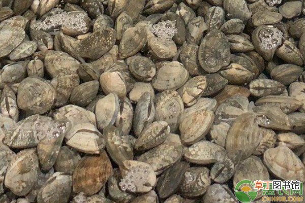 花蚬产地在哪里？花蚬和花蛤有什么区别？