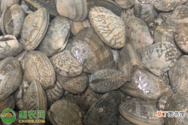 花蚬产地在哪里？花蚬和花蛤有什么区别？
