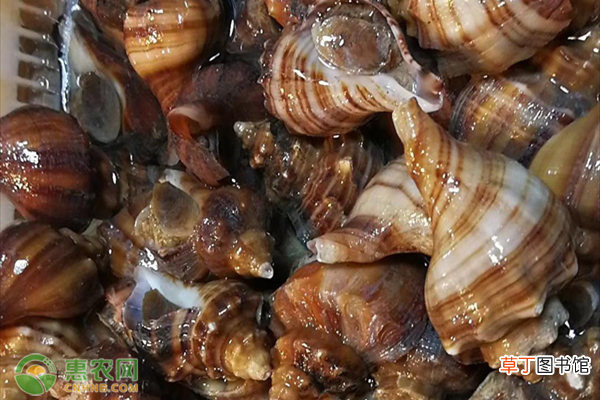 红螺产地在哪？有何特点？