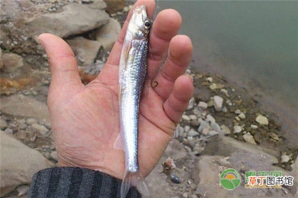 沙尖鱼的产地在哪？沙尖鱼有何特点？
