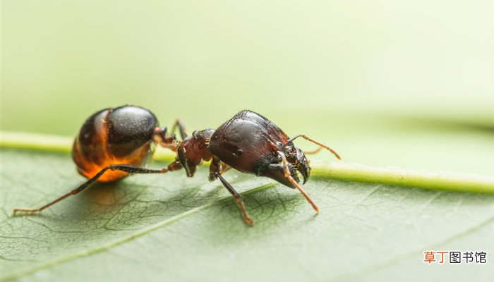 蠼螋是益虫还是害虫