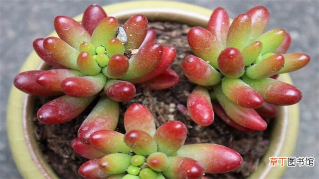 虹之玉的养殖方法